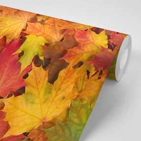Carta da parati autoadesiva – Foglie d'autunno
