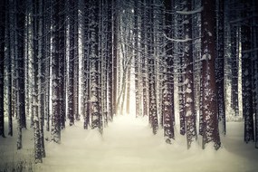 Carta da parati autoadesiva – Foresta coperta di neve