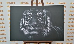 Quadro su tela – Tigre in bianco e nero