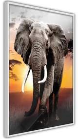 Poster Majestic Elephant