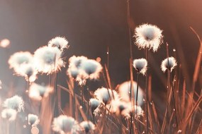 Stampa su tela – Erba di cotone