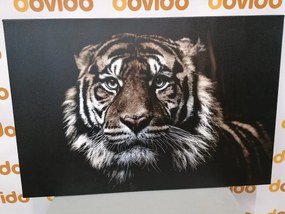 Stampa su tela – Tigre