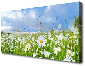 Quadro su tela Prato Daisy Natura 100x50 cm