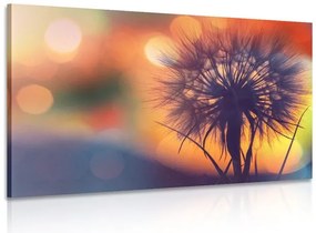 Stampa su tela – Dente di leone luminoso