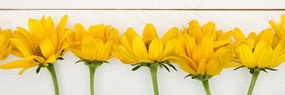 Quadro su tela – Fiori gialli stupendi
