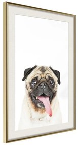 Poster  Funny Pug  Cornice Quadri Cornice d'oro con passe-partout, Larghezza x Altezza Home decor 20x30