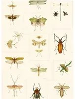 Mindthegap Carta da parati Entomology - WP20233