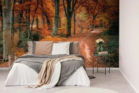 Carta da parati autoadesiva – Foresta in autunno
