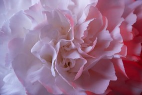 Carta da parati – Petali di Garofano