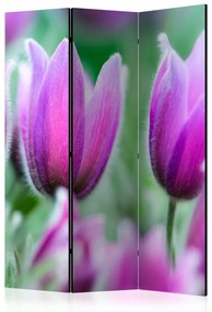 Paravento separè Tulipani Viola Primaverili - Fiori colorati su sfondo di piante verdi