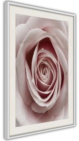 Poster  Rosebud  Cornice Quadri Cornice nera con pass-partout, Larghezza x Altezza Home decor 30x45