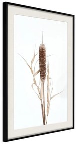 Poster  Typha  Cornice Quadri Cornice nera con pass-partout, Larghezza x Altezza Home decor 20x30