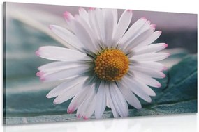 Quadro su tela – Margherita stupenda