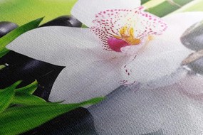 Quadro su tela – Orchidea giapponese