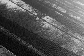 Stampa su tela – Foresta inondata di sole in bianco e nero