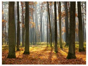 Fotomurale Autumn trees