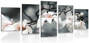 Quadri 5 pezzi – Magnolia che si sveglia