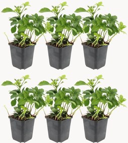 Set di 6 piante vere Pachysandra Terminalis