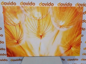 Quadro su tela – Soffione in splendida esecuzione