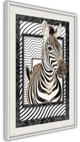 Poster  Zebra in the Frame  Cornice Quadri Cornice nera, Larghezza x Altezza Home decor 20x30