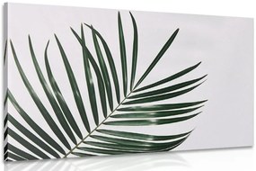 Quadro su tela – Splendido foglia di palma