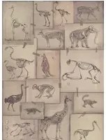 Mindthegap Carta da parati Zooarchaeology - WP20236