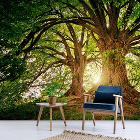 Carta da parati – Alberi maestosi