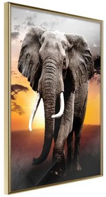 Poster  Majestic Elephant  Cornice Quadri Cornice d'oro, Larghezza x Altezza Home decor 20x30