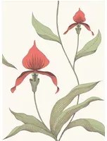 Cole & Son Carta da parati Orchid - Red on White
