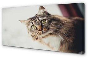 Quadro su tela Maine Coon Cat 100x50 cm