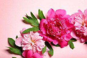 Carta da parati – Peonie in rosa