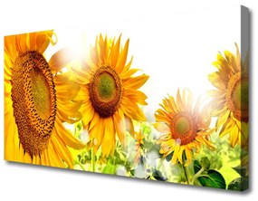 Quadro su tela Pianta di fiori di girasole 100x50 cm