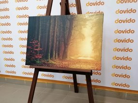 Stampa su tela – Sentiero nella foresta
