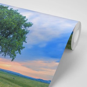 Carta da parati – Quercia solitaria