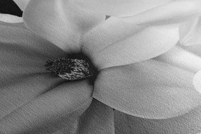 Quadro su tela – Magnolia in bianco e nero su sfondo astratto