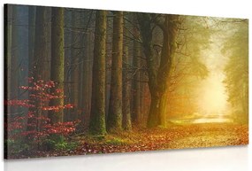 Stampa su tela – Sentiero nella foresta