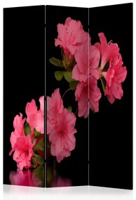 Paravento separè Azalea in Nero - Pianta con fiori rosa su sfondo nero uniforme