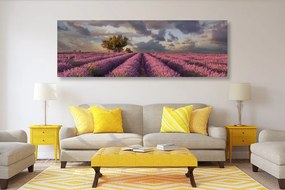 Stampa su tela – Terra dei campi di lavanda