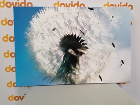 Quadro su tela – Dettaglio del soffione