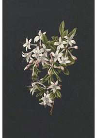 Fotomurale ESTA Fiori, rosa fondo nero 186X280 cm