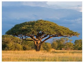 Fotomurale  Acacia africana  Parco Nazionale Hwange, Zimbabwe  Colore Beige, Dimensioni e Misure 400x309