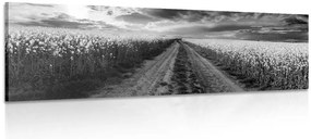 Quadro su tela – Tramonto sul campo in Slovacchia in bianco e nero