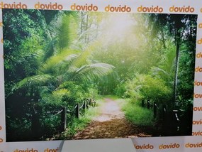 Stampa su tela – Sentiero sull'isola di Seychelles