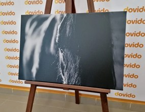 Quadro su tela – Cavallo maestoso in bianco e nero