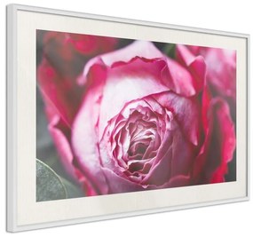 Poster  Blooming Rose  Cornice Quadri Cornice d'oro con passe-partout, Larghezza x Altezza Home decor 90x60