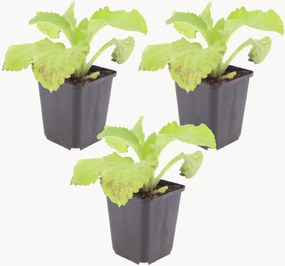 Set di 3 piante vere Foxglove Digitalis Purpurea
