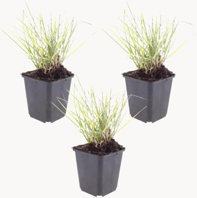 Set di 3 piante vere Sesleria autumnalis