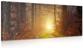 Stampa su tela – Luce nella foresta