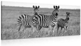 Quadro su tela – Tre zebre nella savana in bianco e nero