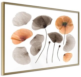 Poster  Dried Poppies  Cornice Quadri Cornice d'oro, Larghezza x Altezza Home decor 60x40